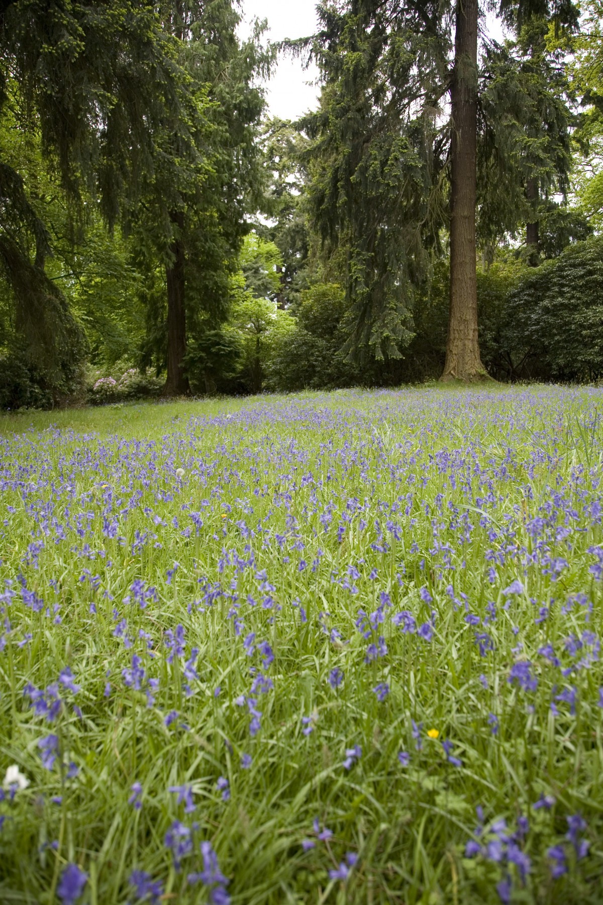 The Bluebells look spectacular in the gardens at this time of year.
