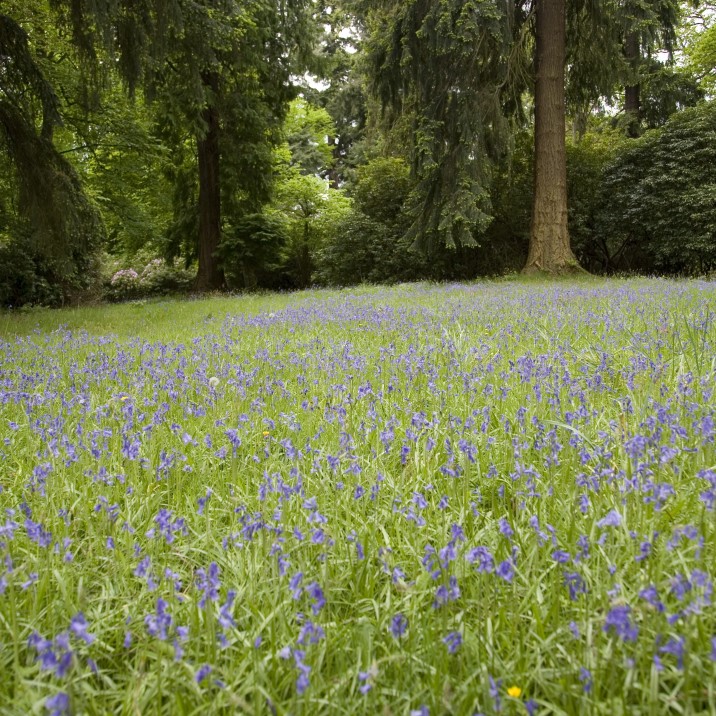 The Bluebells look spectacular in the gardens at this time of year.