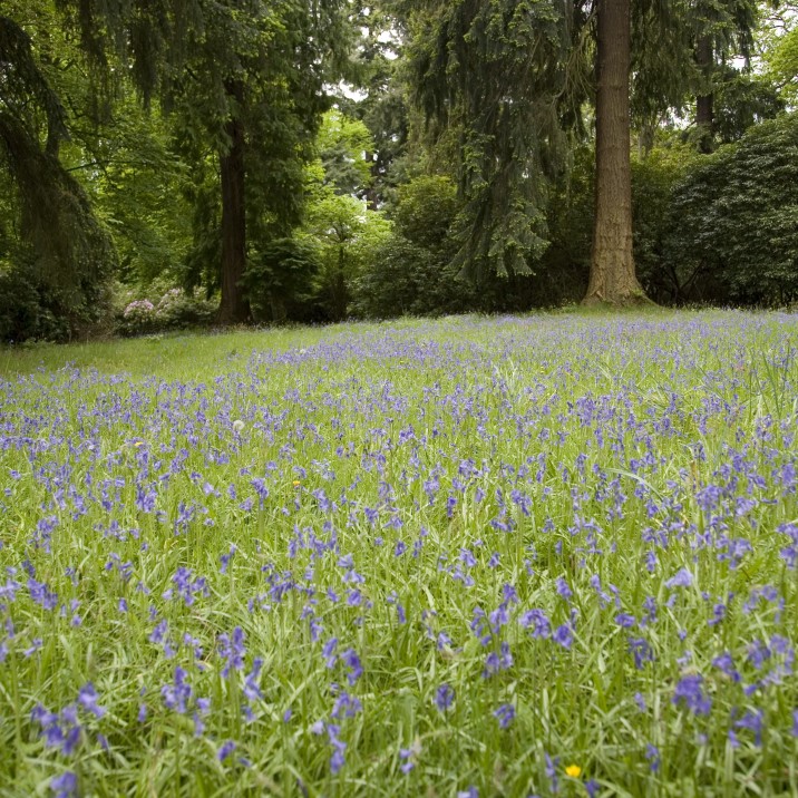 The Bluebells look spectacular in the gardens at this time of year.