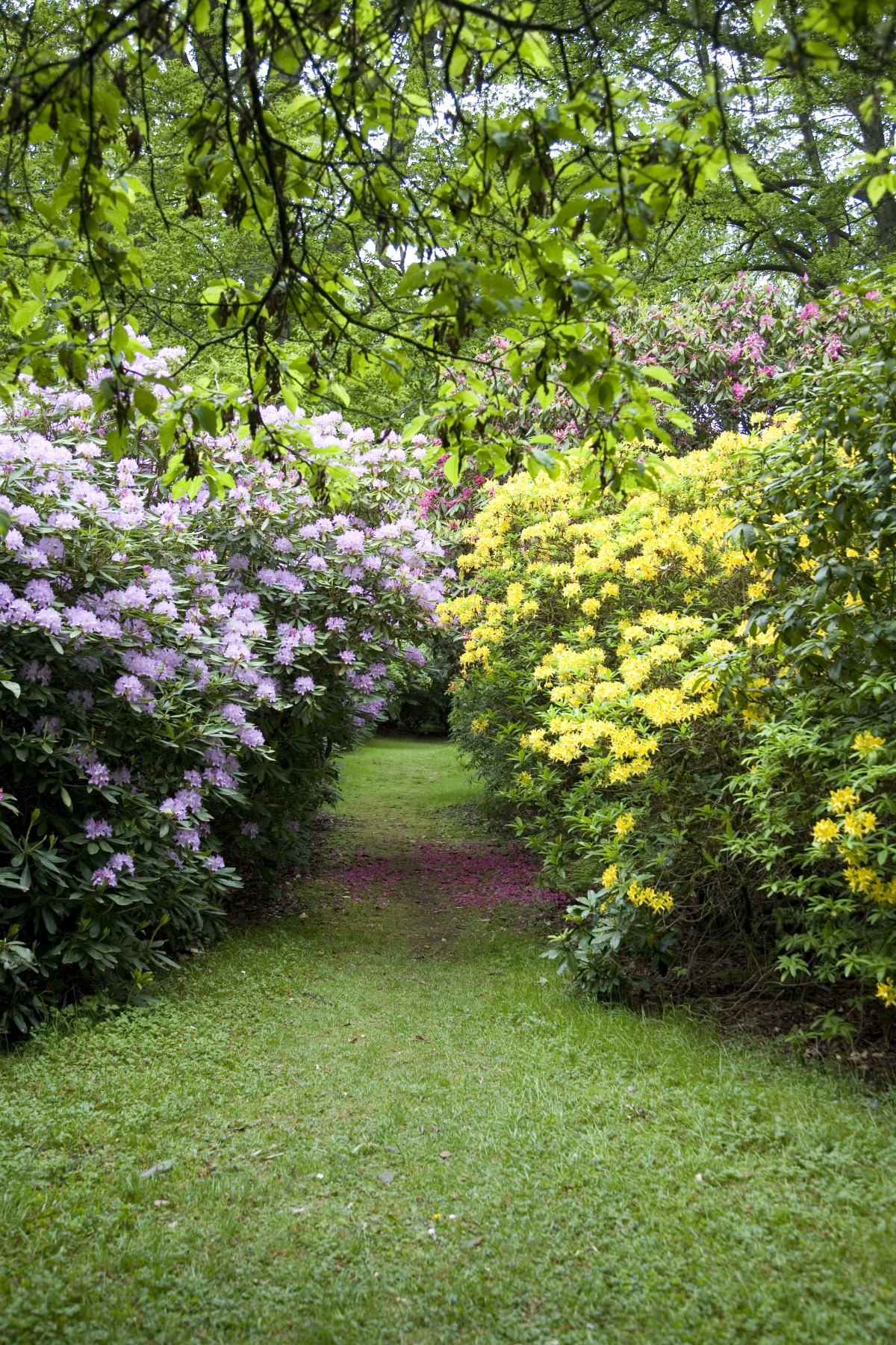 The gardens at Scone Palace are bursting with colour.