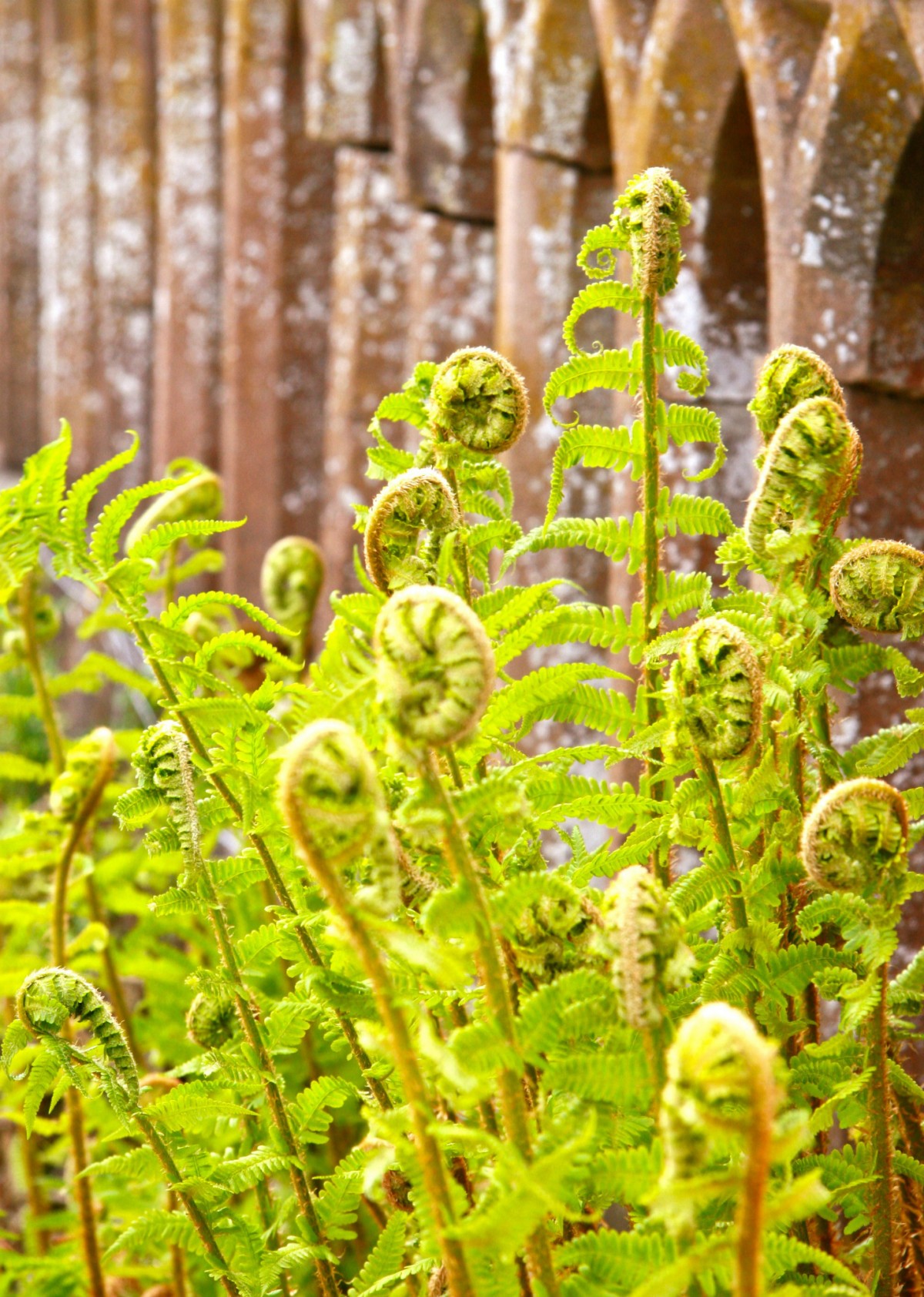 If you are a keen gardener or just love the great outdoors then you have to visit the Scone Palace Gardens in Perthshire.