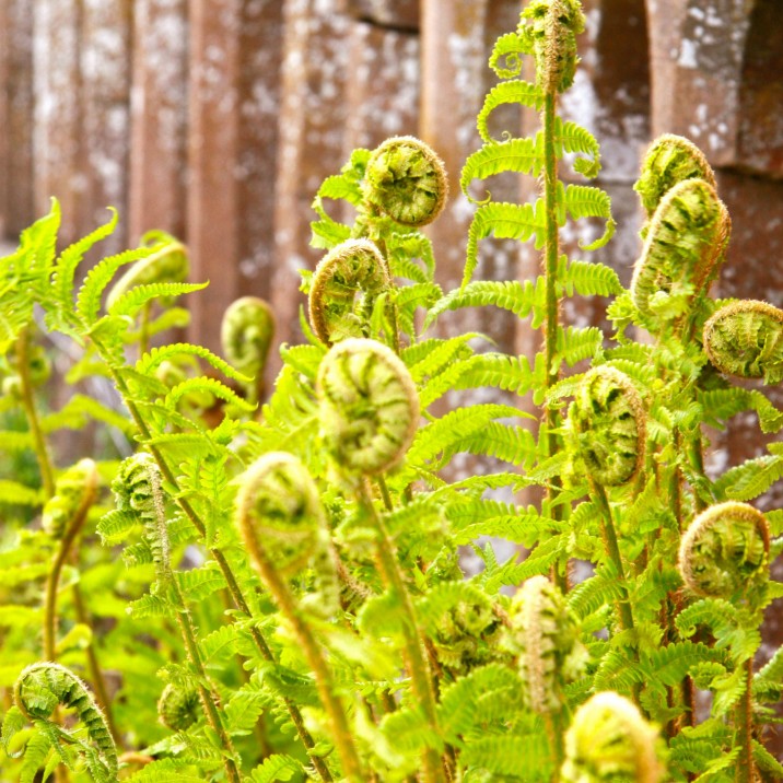 If you are a keen gardener or just love the great outdoors then you have to visit the Scone Palace Gardens in Perthshire.