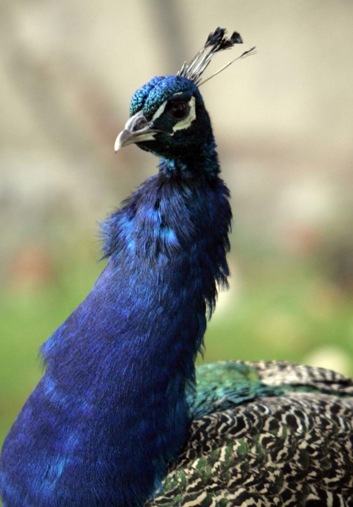 SCONE PALACE - Peacock