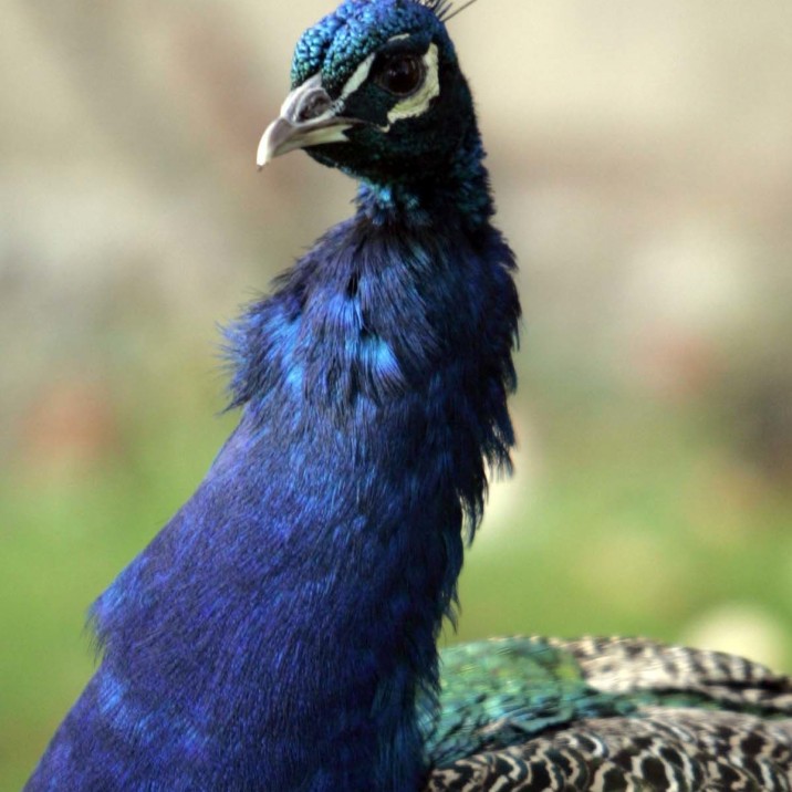The beautiful Peacocks gracefully roam the gardens at Scone Palace.  You can buy feed from the castle shop and feed them!