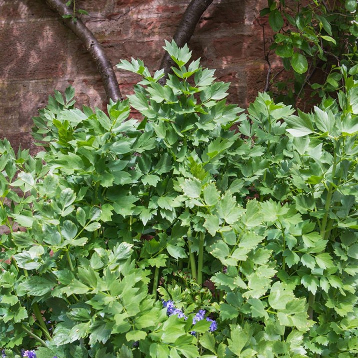 Lovage from Gills garden has been used in the weeks #SmallCityRecipe.  Forage for your meal and use freshly grown herbs and vegetables from your garden