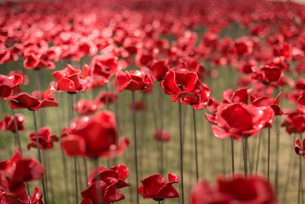 POPPIES - IN FIELD