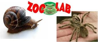 3 ZOOLAB