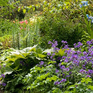 Branklyn Gardens have a beautiful range of plants and flowers and is based in the city centre.  It's a must visit this summer!