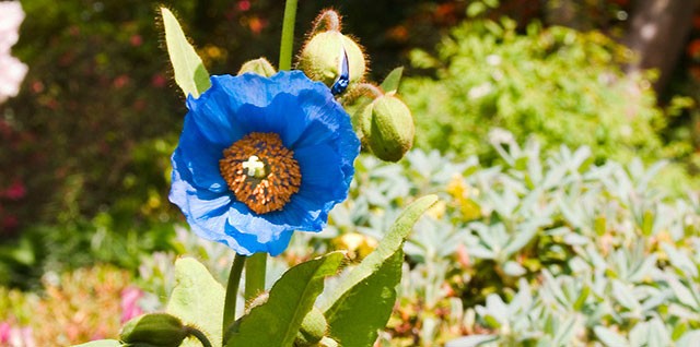 The Himalayan Blue Poppy is a rare garden treasure and can be spotted in Branklyn Gardens in Perth City Centre!