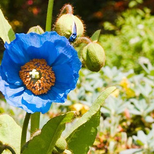 The Himalayan Blue Poppy is a rare garden treasure and can be spotted in Branklyn Gardens in Perth City Centre!