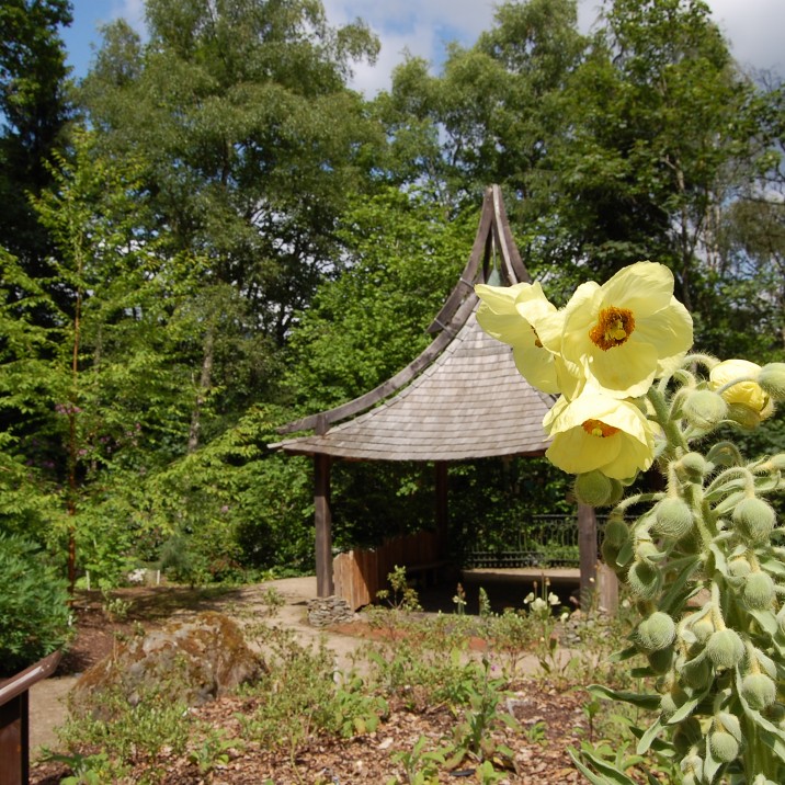 Follow in the footsteps of the Plant Hunters at The Explorers Garden in the grounds of Pitlochry Festival Theatre. Packed with amazing and rare plants, you will discover the fantastic stories behind the men who risked death to bring them back.  The Explorers Garden at Pitlochry Festival Theatre is home to a unique collection of Himalayan Blue Poppies which has earned them a Plant Heritage Award and RHS Partner Garden Status.