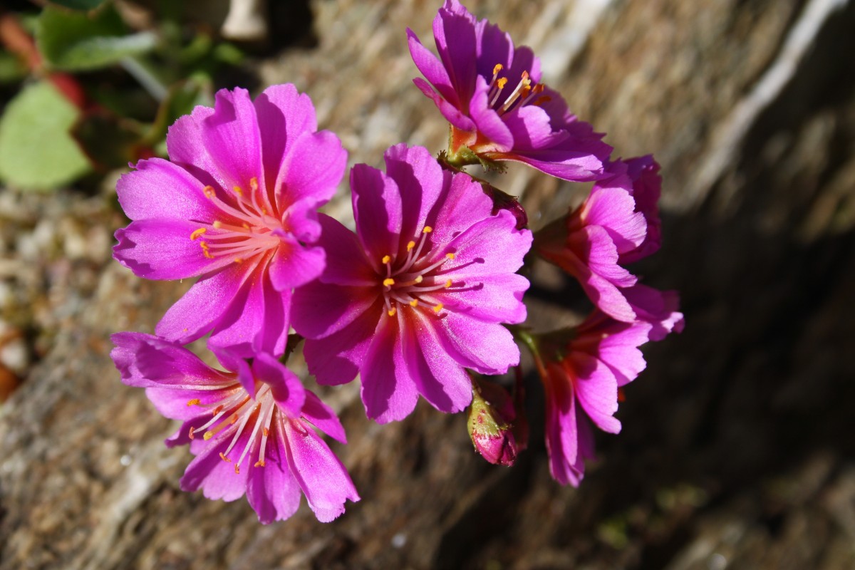 The Rock gardens at the Explorers Gardens in Pitlochry are beautiful and brimming with colour and different flower species.