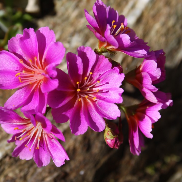 The Rock gardens at the Explorers Gardens in Pitlochry are beautiful and brimming with colour and different flower species.