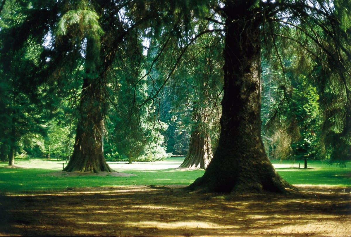 The Pinetum at Scone Palace is stunning and you can see the David Douglas Fir, named after David Douglas himself who was born in the village of Scone in 1799 and worked as a gardener at Scone Palace for seven years.