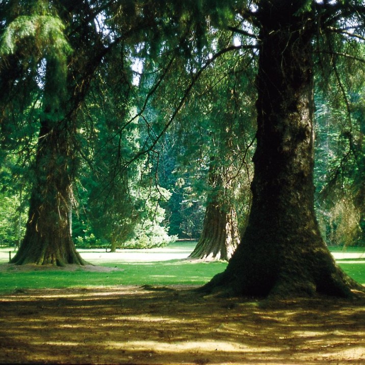 The Pinetum at Scone Palace is stunning and you can see the David Douglas Fir, named after David Douglas himself who was born in the village of Scone in 1799 and worked as a gardener at Scone Palace for seven years.