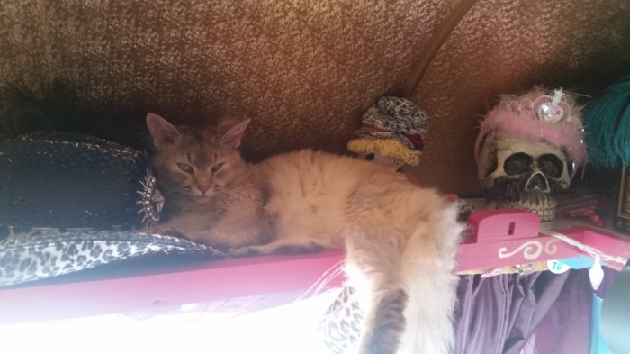 Lady Miss Emma chats to us about moving into her caravan at Noahs Ark caravan park and plays some great tunes on this week's #SmallCityPodcast.