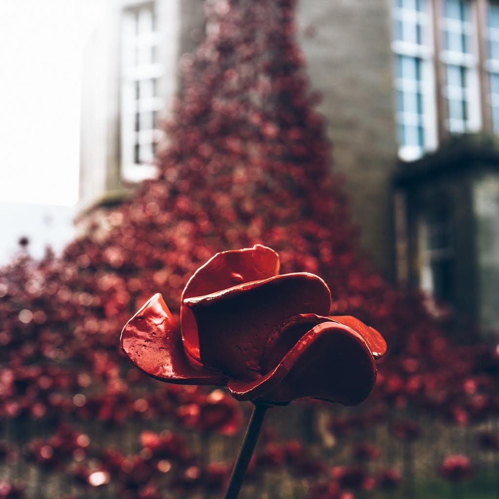 Poppies Gallery @ardentform