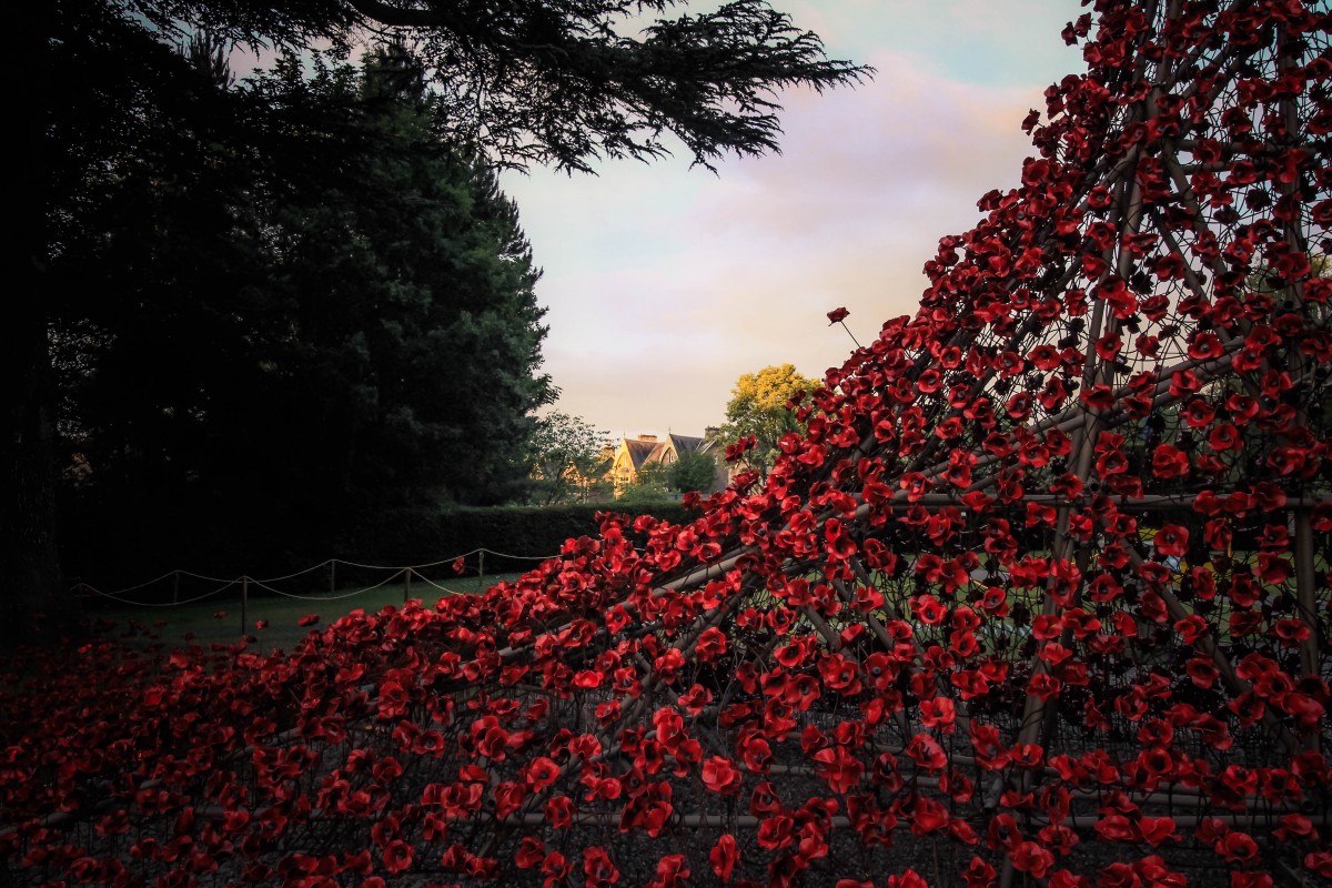 Poppies Gallery @kristyashton