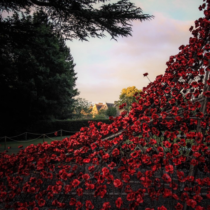 Poppies Gallery @kristyashton