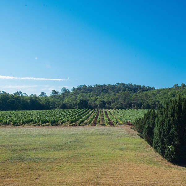 This week Gill shares her mums potato salad recipe.  This delicious quick and easy classic is perfect for a BBQ or a quick lunch.