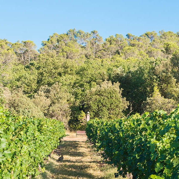 This week Gill shares her mums potato salad recipe.  This delicious quick and easy classic is perfect for a BBQ or a quick lunch.