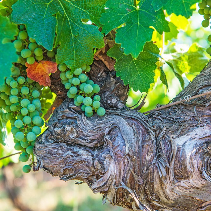 This week Gill shares her mums potato salad recipe.  This delicious quick and easy classic is perfect for a BBQ or a quick lunch.
