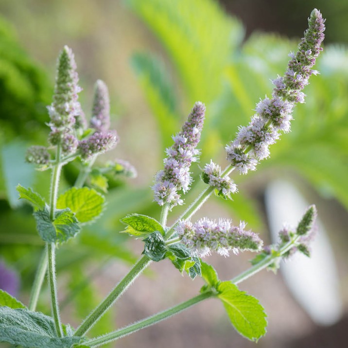 This week's #smallcityrecipe from Gill Murray is a summer detox water. This healthy and detoxing water helps to replenish your body with loads of good vitamins and minerals.