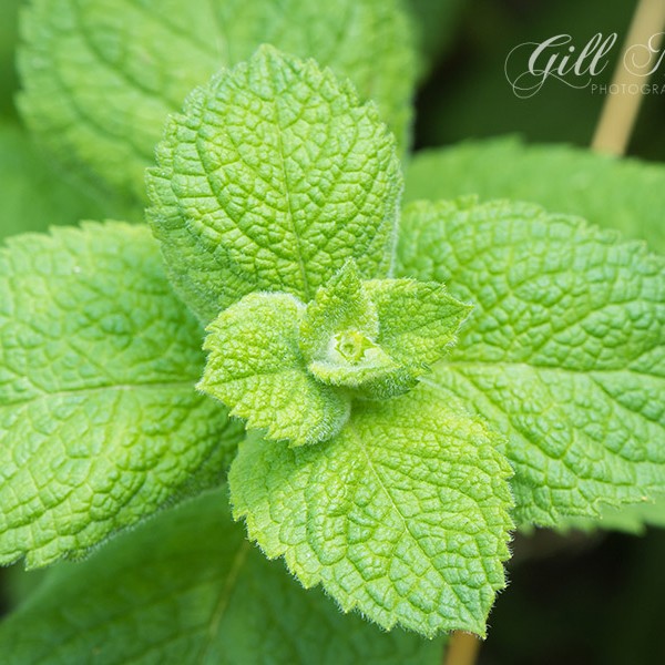 This week's #smallcityrecipe from Gill Murray is a summer detox water. This healthy and detoxing water helps to replenish your body with loads of good vitamins and minerals.