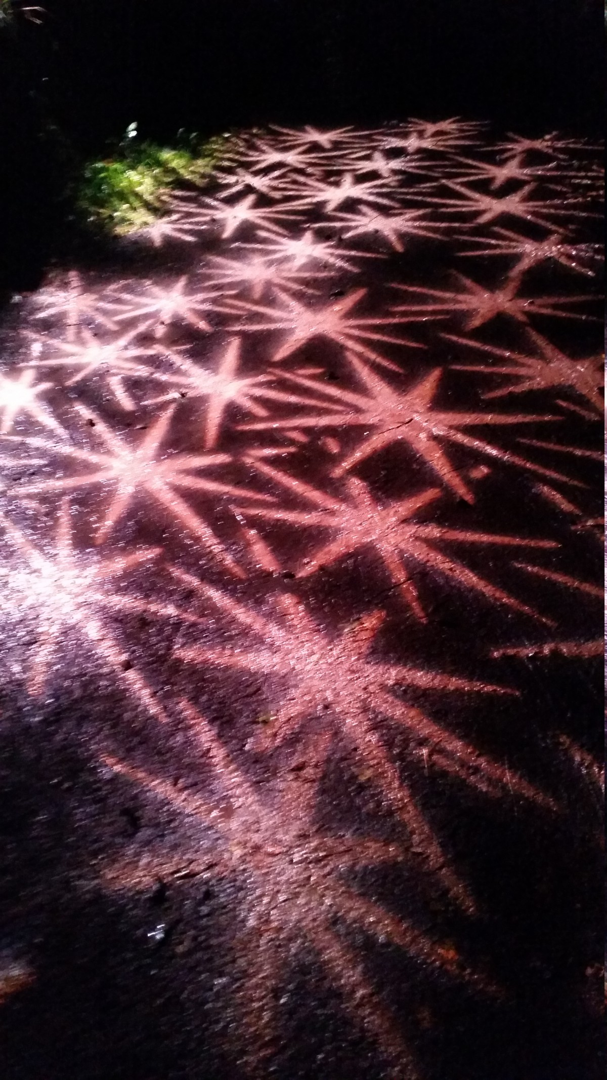 Enchanted Forest 2016 star lights