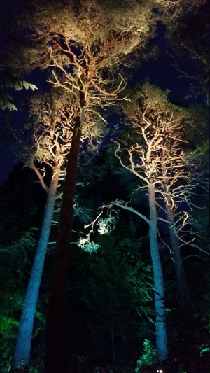 Enchanted Forest 2016 canopy