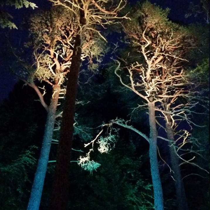 Enchanted Forest 2016 canopy