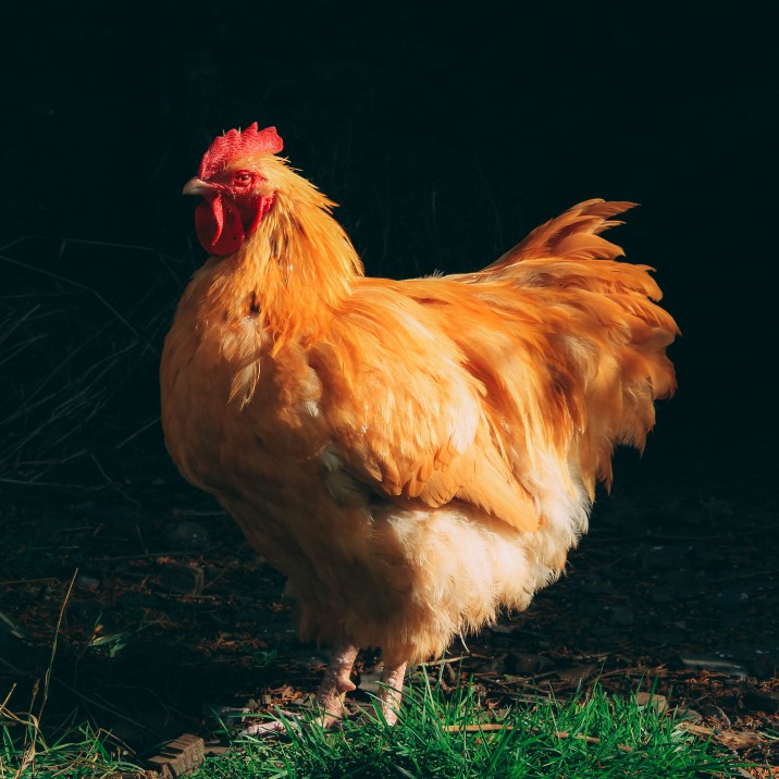 cockadoodledoo! The reside cockerel woke up Kristy on the morning that she spent in the beautiful Perthshire outdoors at EcoCamp Glenshee