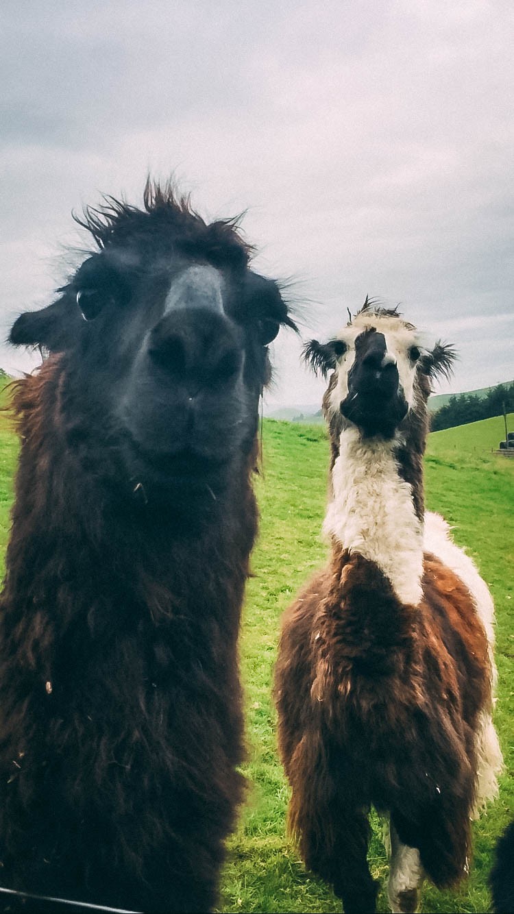 Meet the friendly Llama's