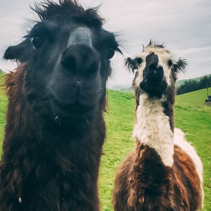 Meet the friendly Llama's