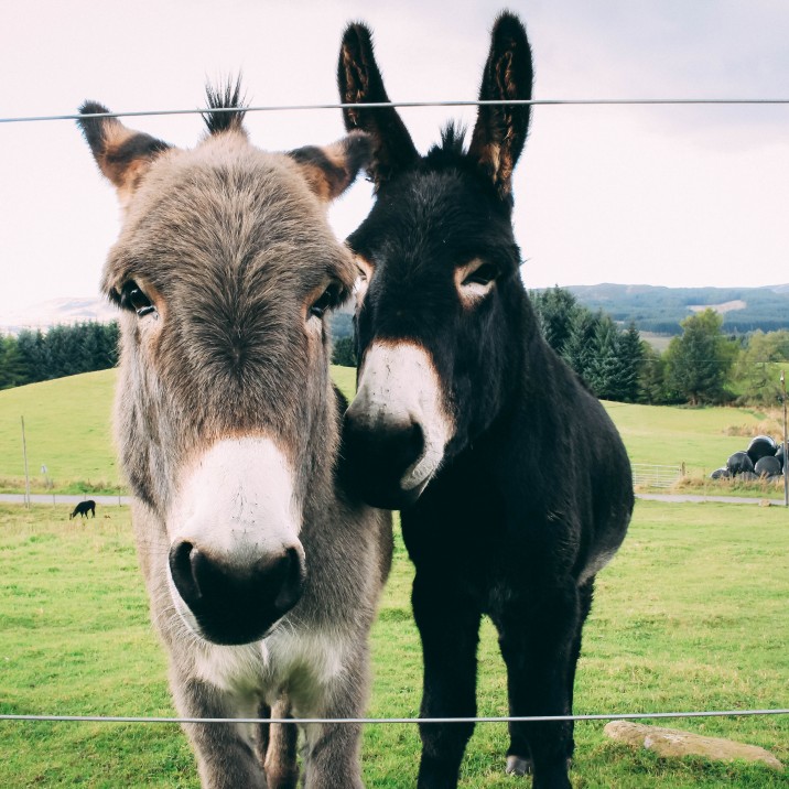 Aren't they adorable?