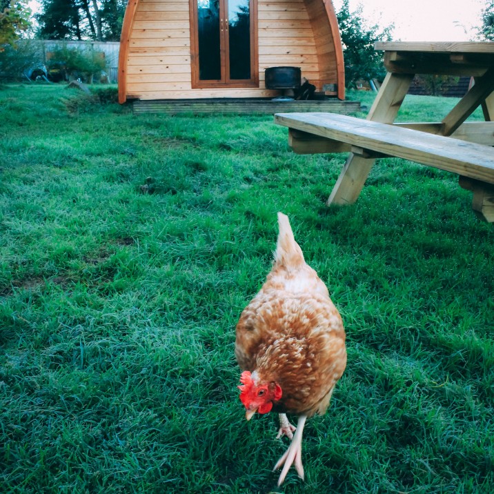 Chicken's greeting you at your door!