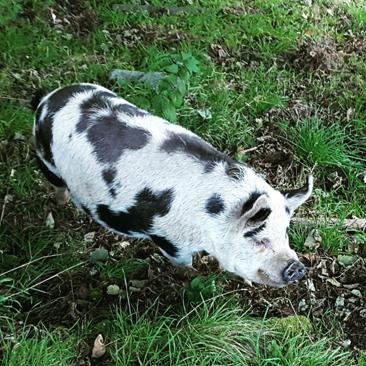 Spotty Pig in Kenmore Perthshire.
