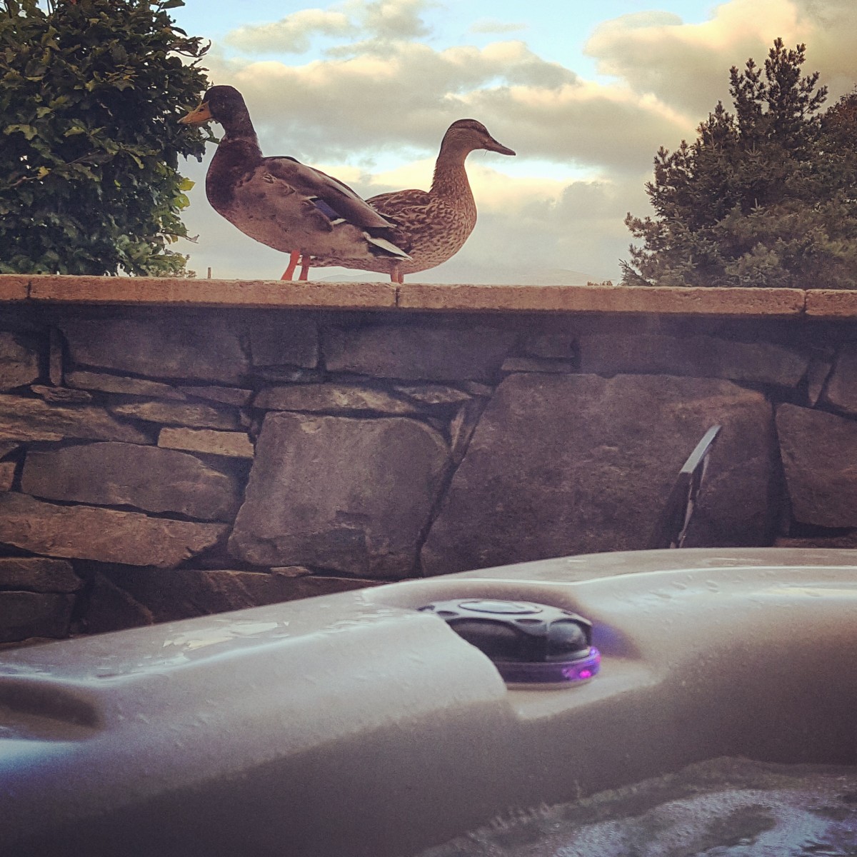 KENMORE - Ducks