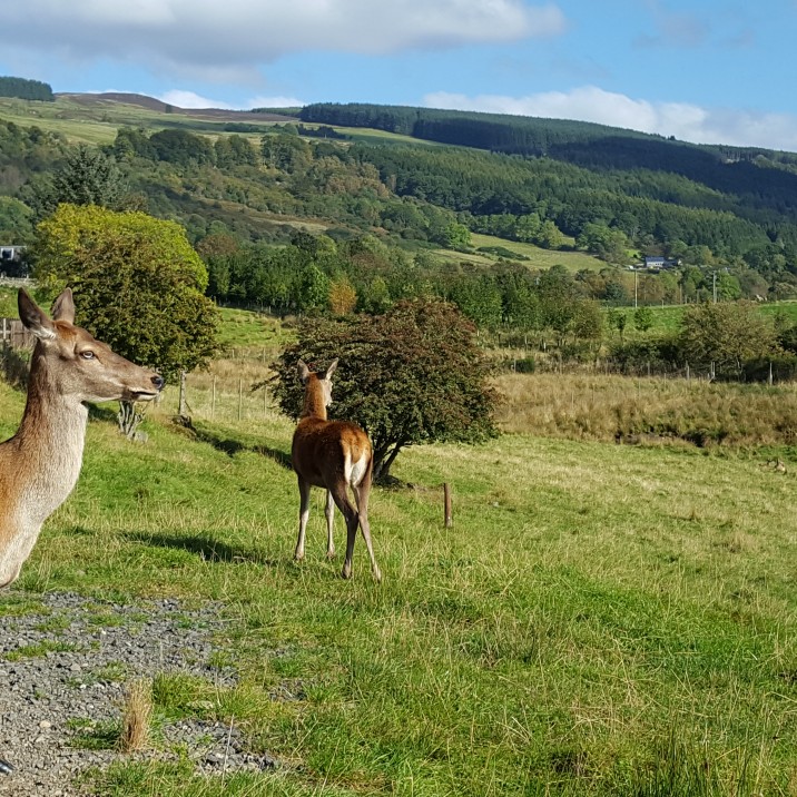Nicki headed out for a day of wildlife and adventure at Highland Safari's in the beautiful Perthshire Countryside.