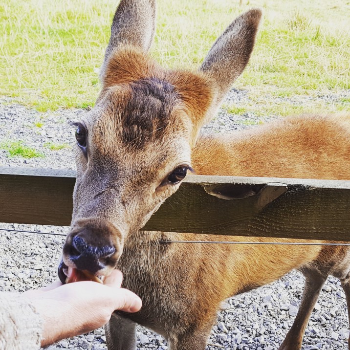 Nicki headed out for a day of wildlife and adventure at Highland Safari's in the beautiful Perthshire Countryside.