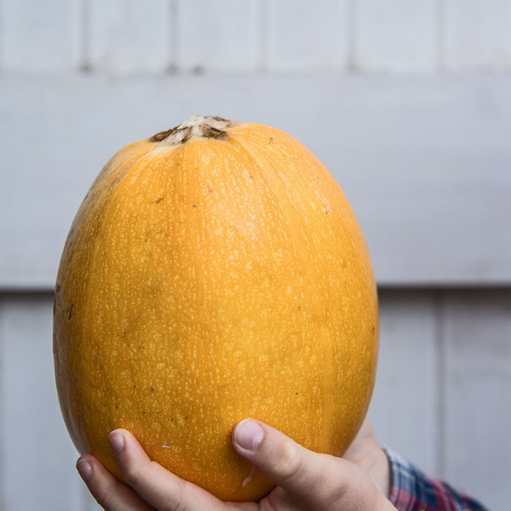 Gill uses golden Perthshire autumn squash to create a delicious spaghetti meal.