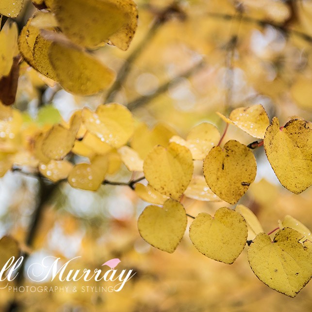 Gill embraces the change in season to create a warming dish for cold autumn nights.