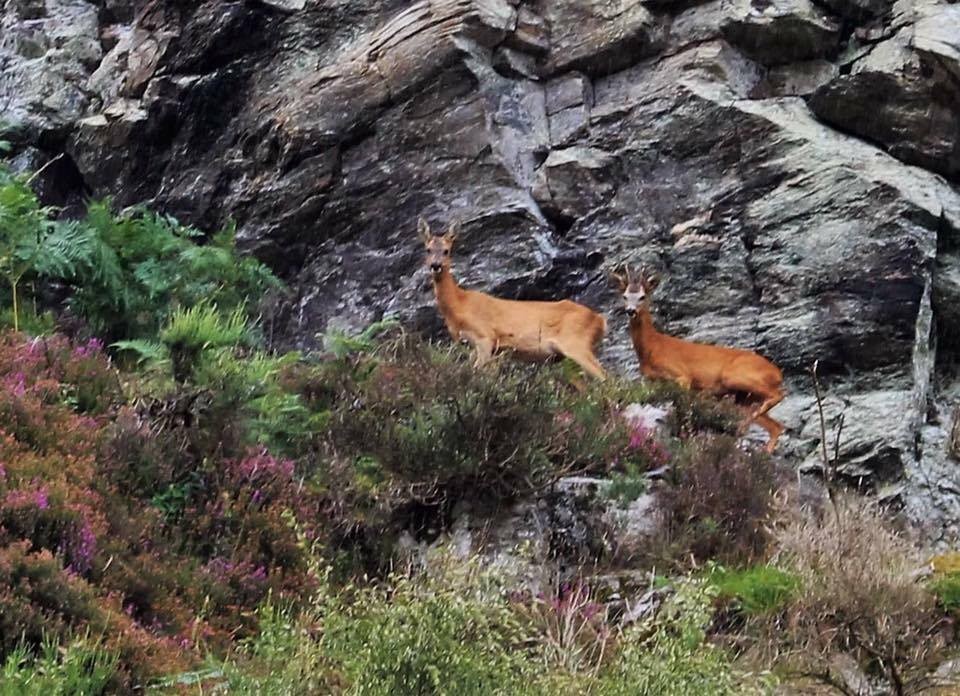 Two beautiful red deer looking right at the camera, what a stunning image!