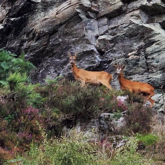 Two beautiful red deer looking right at the camera, what a stunning image!