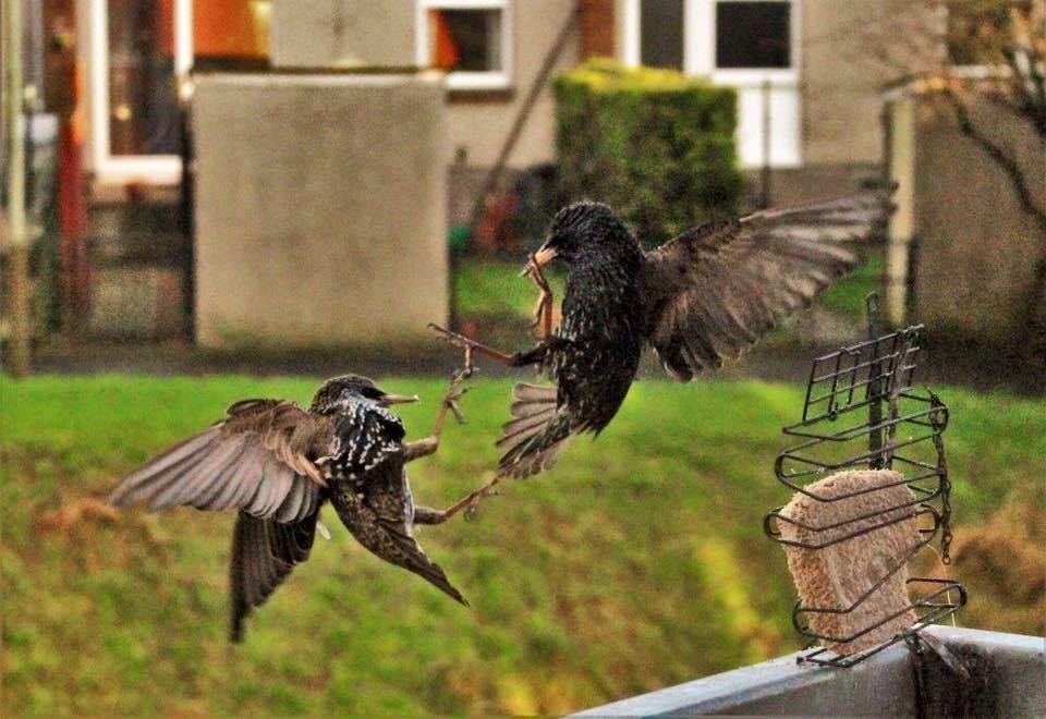 Two blackbirds fighting over the bird feeder, battling with their feet!