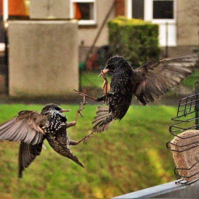Two blackbirds fighting over the bird feeder, battling with their feet!