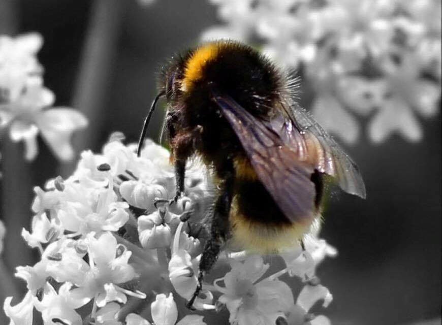 Beautiful bumble bee collecting pollen to make some tasty honey we hope! We love the detail on this with its fuzzy orange stripes and translucent wings.