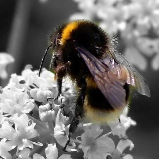Beautiful bumble bee collecting pollen to make some tasty honey we hope! We love the detail on this with its fuzzy orange stripes and translucent wings.
