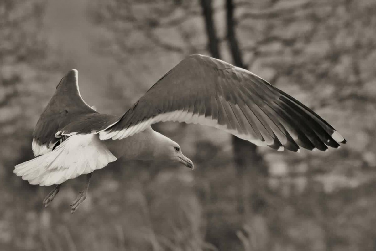 Seagull gliding through the air looking as beautiful as a bird of prey!