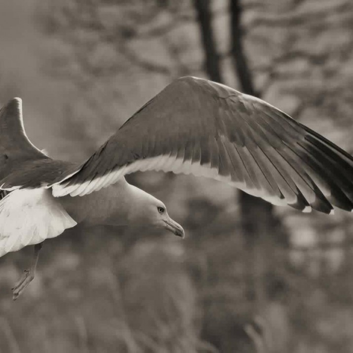 Seagull gliding through the air looking as beautiful as a bird of prey!